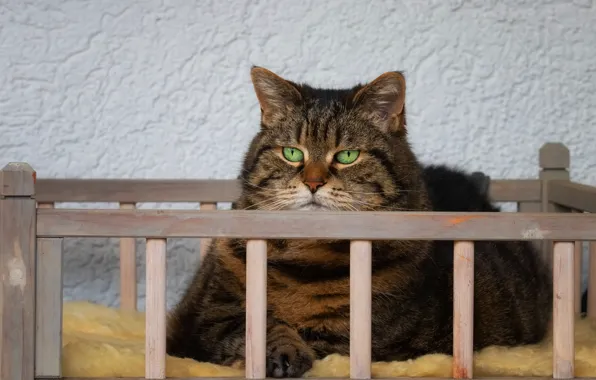 Cat, cat, look, face, pose, comfort, grey, background