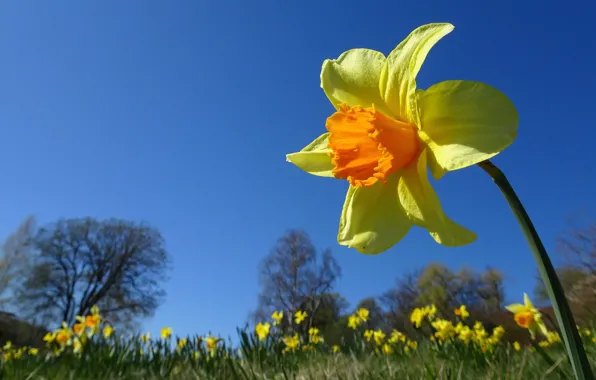 The sky, yellow, Narcissus