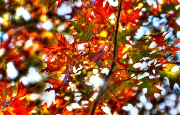 Picture autumn, the sky, leaves, tree, branch, texture, the crimson