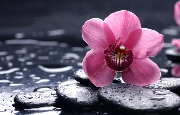 Flower, drops, macro, stones, pink, Orchid, black, orchid