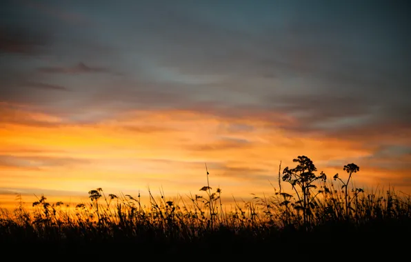 Summer, the sky, grass, sunset, nature, the evening, twilight