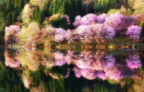 Forest, water, reflection, trees, nature, Park, color, Spring