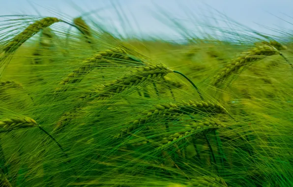 Picture wheat, field, ears