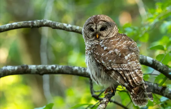 Picture forest, look, leaves, branches, owl, bird, owl