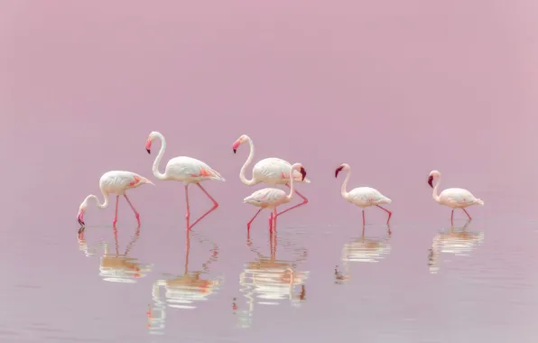 Birds, beak, Flamingo, neck