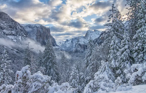 Winter, forest, snow, trees, mountains, ate, CA, California