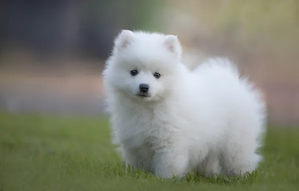 Picture white, grass, look, glade, dog, puppy, face, lawn