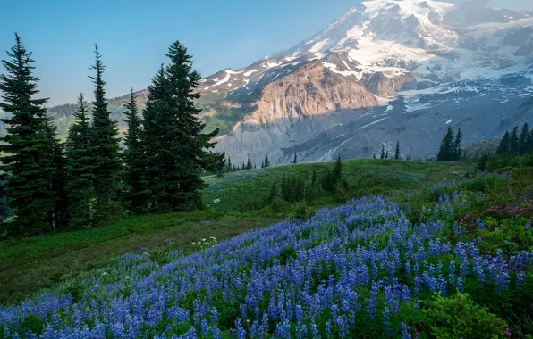 Forest, the sky, grass, the sun, trees, flowers, mountains, USA