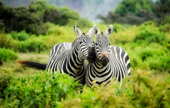 Picture greens, vegetation, two, pair, Africa, the bushes, wildlife, Kenya