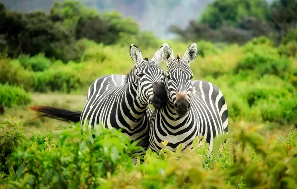 Greens, vegetation, two, pair, Africa, the bushes, wildlife, Kenya