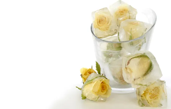 Cold, ice, glass, cubes, roses, white, flowers