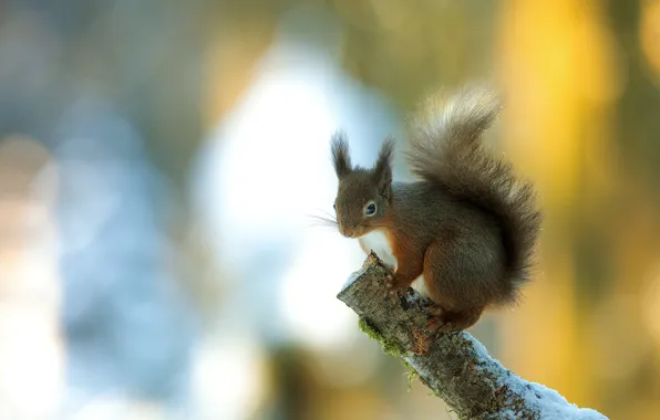 Light, pose, background, branch, protein, bitches, bokeh, bitch