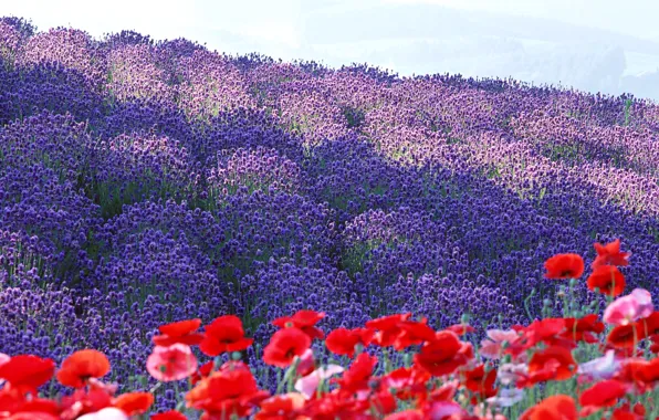 Picture flowers, France, Maki, petals, lavender, plantation, Provence