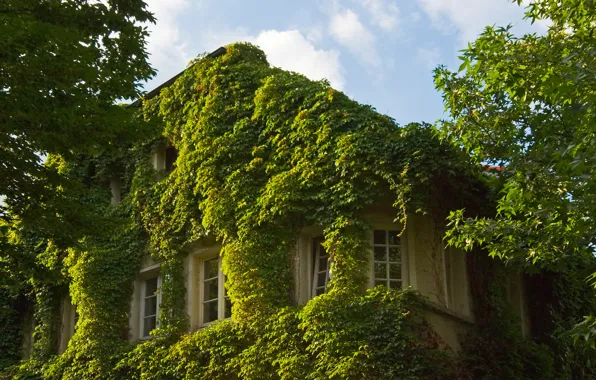 Picture greens, home, window