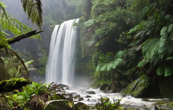 Forest, nature, waterfall, mountain river