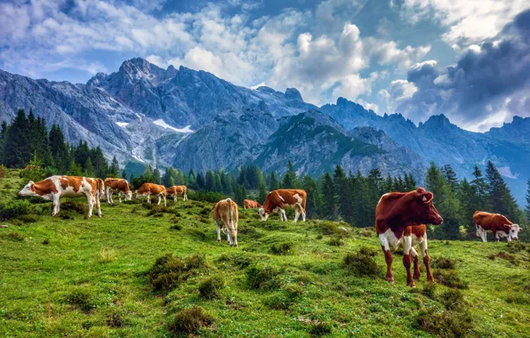 Mountains, Austria, cows