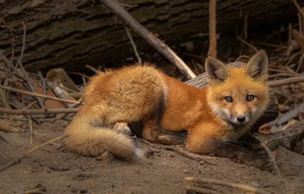 Branches, Fox, lies, log, Fox, Fox