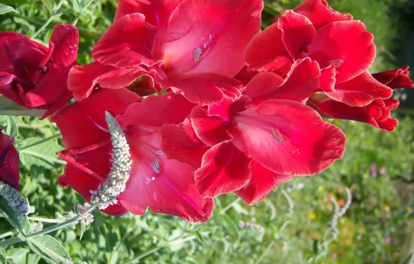 Flowers, red, gladiolus, Meduzanol ©