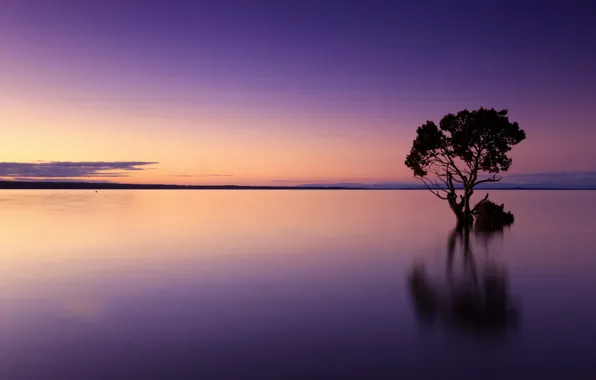 Trees, landscape, lake