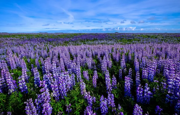 Field, summer, clouds, flowers, blue, dal, horizon, meadow