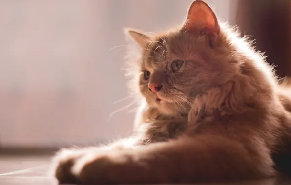 Legs, muzzle, fluffy cat