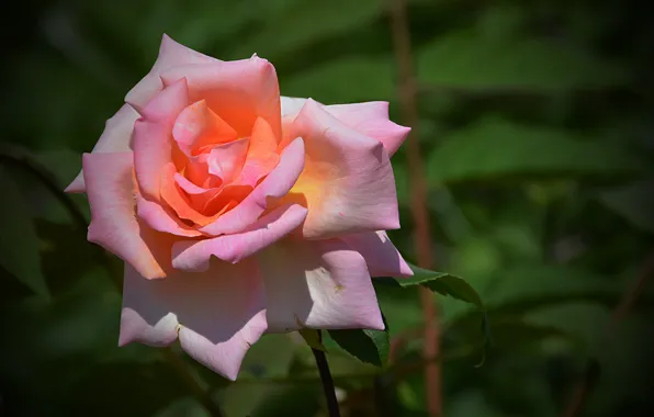 Picture Rose, Rose, Pink rose, Pink rose