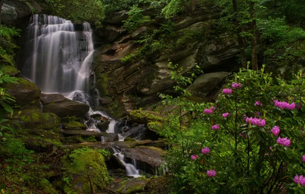 Rocks, Bush, waterfall, North Carolina, North Carolina, rhododendrons, Etowah, Seven Falls