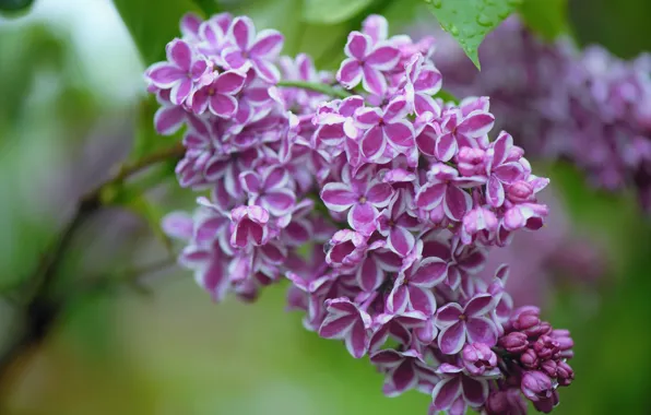 Picture drops, macro, branch, flowers, lilac, inflorescence