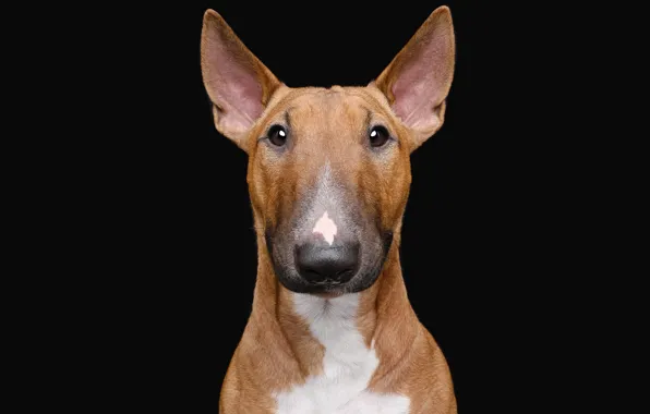 Picture portrait, dog, black background, bull Terrier, the dark background