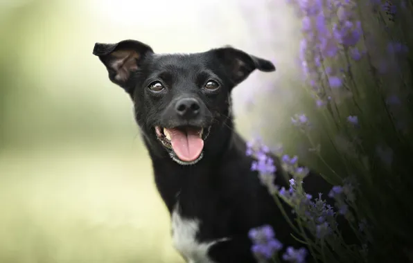 Picture flowers, each, dog