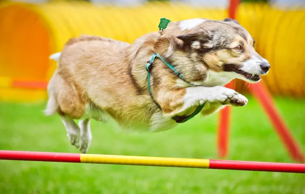 Jump, dog, running