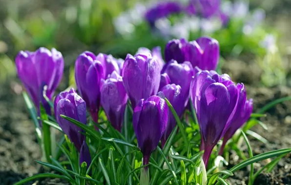 Macro, joy, flowers, nature, beauty, plants, spring, crocuses