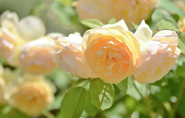 Picture roses, bokeh, yellow roses