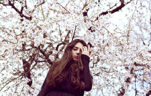 Look, girl, hair, Sakura