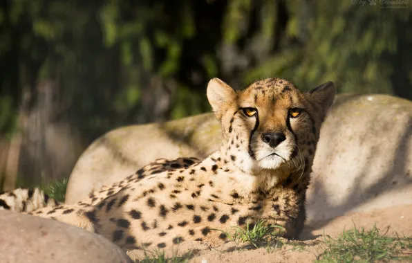 Picture cat, look, face, shadow, Cheetah