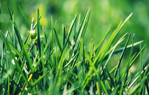 Greens, grass, leaves, macro, green