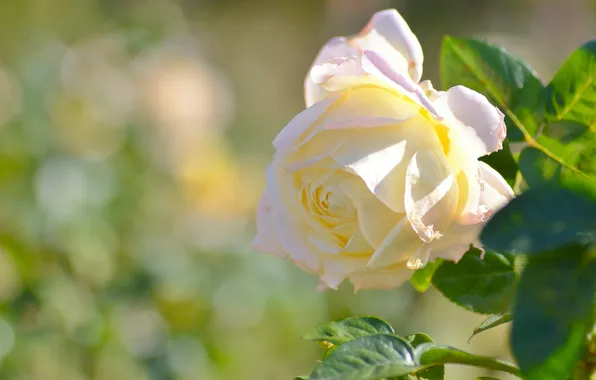 Macro, roses, petals, buds
