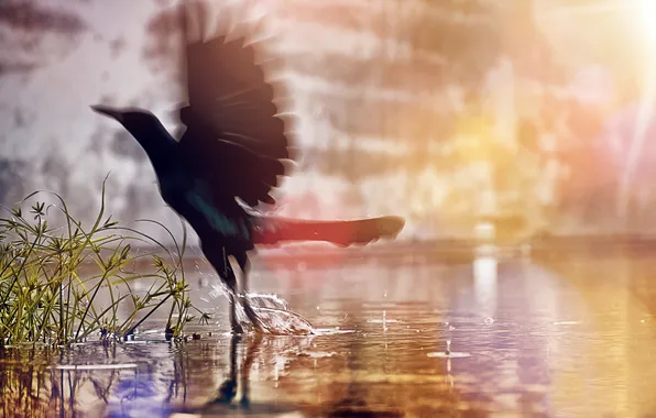 Picture WATER, WINGS, DROPS, BLACK, SQUIRT, BIRD, POND