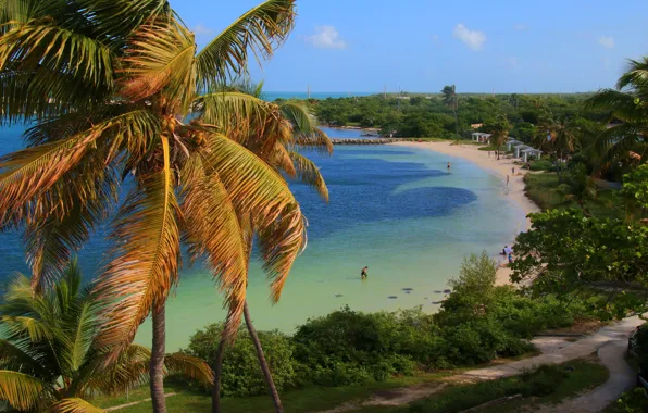Sea, beach, trees, palm trees, coast, FL, USA, Sunny