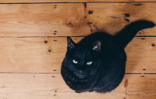 Picture wood, eyes, cat