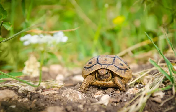 Nature, turtle, bug, land