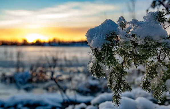 The sun, Snow, Tree