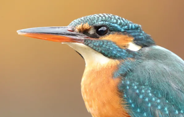 Look, orange, close-up, background, blue, bird, portrait, beak