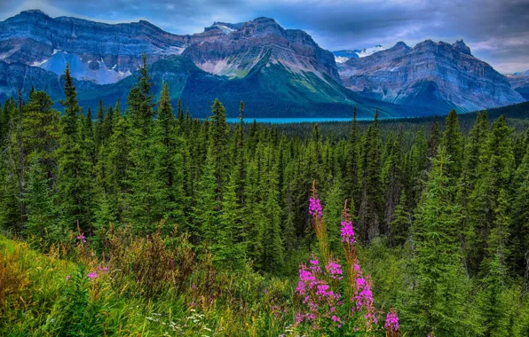 Forest, mountains, Canada, Albert, Alberta, Canada, Jasper National Park, Rocky mountains