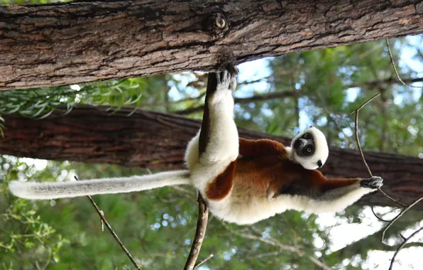Look, branches, nature, pose, tree, paws, tail, trunk