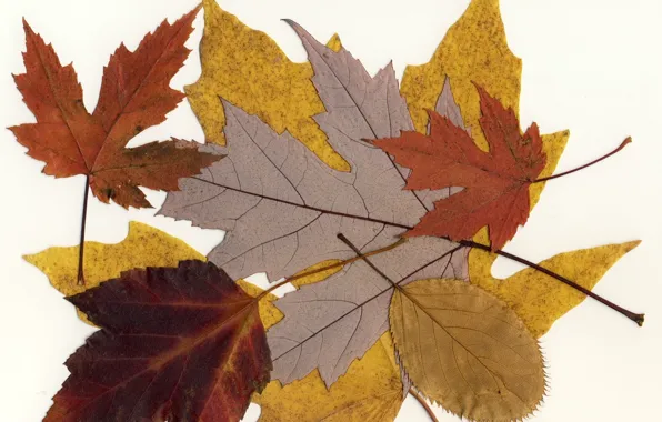 Leaves, macro, background