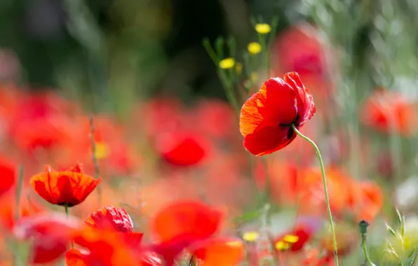Picture summer, flowers, red, Mac, Maki, meadow, bokeh