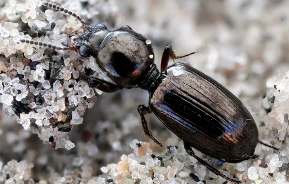 Macro, beetle, insect