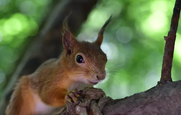 Picture branches, nature, tree, protein, bokeh, animal, rodent