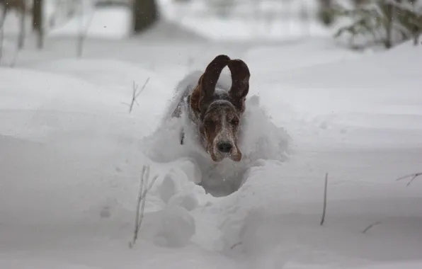 Snow, speed, dog, flight, ears